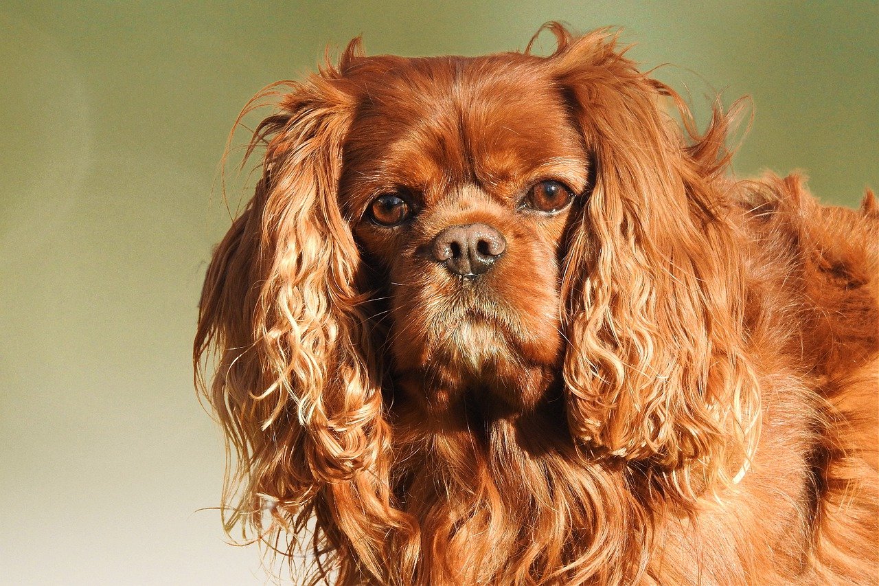 The Playful Spirit of the American Water Spaniel